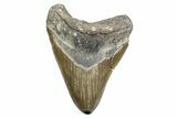 Serrated, Fossil Megalodon Tooth - Polished Tip #378031-1